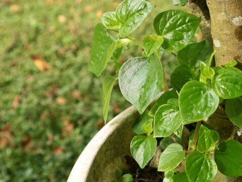 Fresh green peperomia pellucida plant in garden. Perfect for botanical, herbal medicine, and nature-themed content