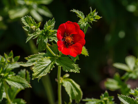 Potentilla atrosanguinea, the dark crimson cinquefoil, Himalayan cinquefoil, or ruby cinquefoil, is a species of Potentilla found in Bhutan and India