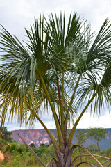 O coqueiro (Cocos nucifera L.) &eacute; uma das palmeiras mais adapt&aacute;veis ao redor da Terra, especialmente em pa&iacute;ses tropicais