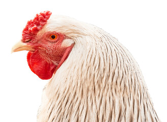 Rooster head with close-up of comb isolated on white background. Side view.	

