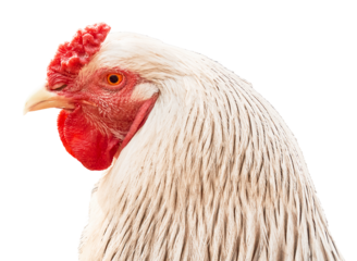 Rooster head with close-up of comb isolated on white background. Side view.	
