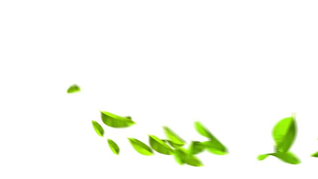 Flying green leaves in the air. Fresh aroma. Green tea leaf on white background.