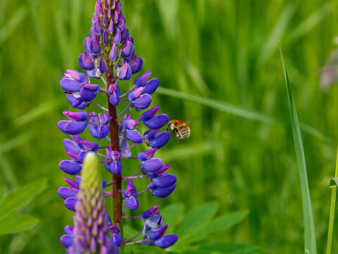 Lupine , or wolf bean ( Latin- Lupinus ) is a genus of plants in the legume family ( Fabaceae ). Bee on lupine flowers.