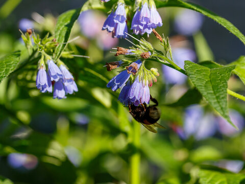 Bumblebee collects nectar on comfrey flowers. Comfrey ( Latin- Symphytum ) is a genus of perennial forest herbaceous plants in the borage family 