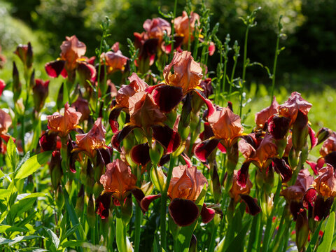 The bearded Burgundy Brown iris is a variety with luxurious velvety flowers of a rich wine&mdash;brown hue. Iris germanica Burgundy Brown blooms in garden