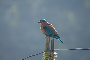 The Indian Roller (Coracias benghalensis) is a colorful, lowland resident bird, commonly found in open countryside and farmlands.