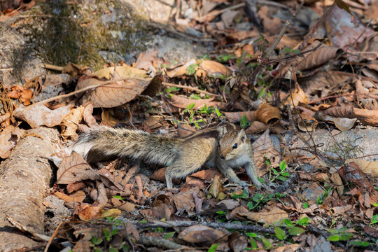 Five-striped Palm Squirrel (Funambulus pennantii) is in its habitat, in a close-up shot on the grounds.