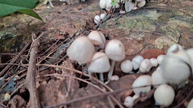 The umbrella mushroom (Amanita phalloides) is a poisonous fungus, whereas medicinal toadstool preparations are commonly derived from Ganoderma lucidum, a medicinal mushroom that grows on decaying trop