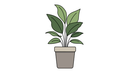 Fototapeta premium plant in pot