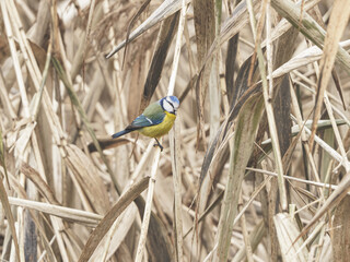Sikorka modraszka (Cyanistes caeruleus) siedząca na cienkiej gałęzi drzewa. Zbliżenie na małego dzikiego ptaka o charakterystycznym ż&oacute;łtym upierzeniu i niebieskiej czapeczce na jasnym, rozmytym tle ty