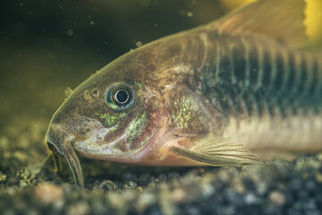 Zbliżenie na rybę z gatunku kirysek (Corydoras) żerującą na ciemnym żwirze w akwarium słodkowodnym. Makrofotografia ukazująca detale głowy, wąsik&oacute;w i metalicznych łusek ryby dennej.