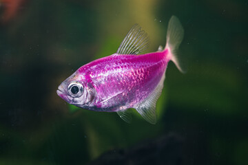 Kolorowe ryby akwariowe z gatunku żałobniczka (Gymnocorymbus ternetzi) w odmianie neonowej (r&oacute;żowej i pomarańczowej), pływające w akwarium słodkowodnym na tle roślin.