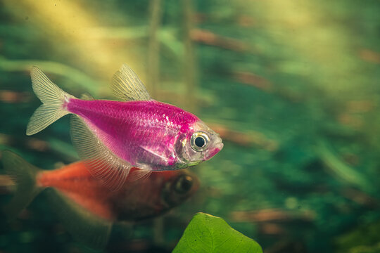 Kolorowe ryby akwariowe z gatunku żałobniczka (Gymnocorymbus ternetzi) w odmianie neonowej (r&oacute;żowej i pomarańczowej), pływające w akwarium słodkowodnym na tle roślin.