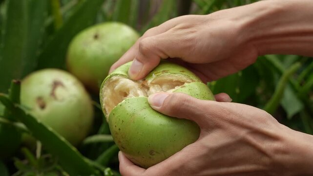 Close-up of hands splitting a ripe Lo Ren star apple showing succulent white milky pulp in a sunny Vietnam garden.