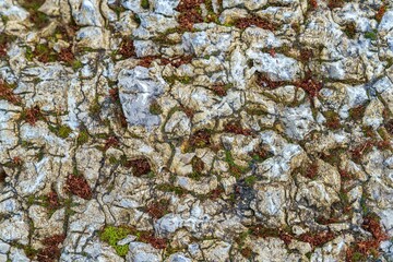 Naturalna tekstura powierzchni skalnej porośniętej zielonym mchem i suchymi porostami. Chropowata faktura kamienia z detalami organicznej roślinności w zbliżeniu