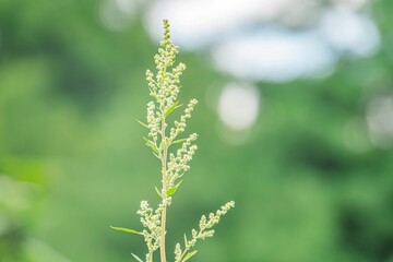 Close-up of a tall sunflower with dense clusters of white buds, set against a natural blurred background Green foliage and soft lighting create an organic feel