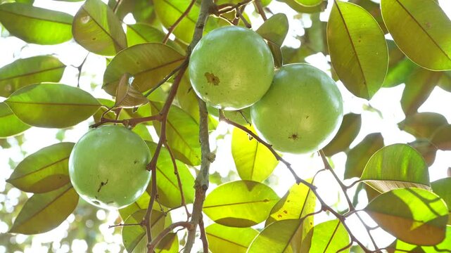 Single ripe Lo Ren star apple with leaves on stem in a sunlit Vietnam orchard.
