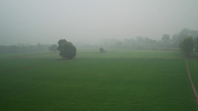 Lush paddy Oryza sativa fields in Haryana India amid fog and mist creating serene rural landscape
