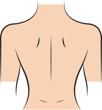 Human upper back view illustration showing spine and shoulder blades outline