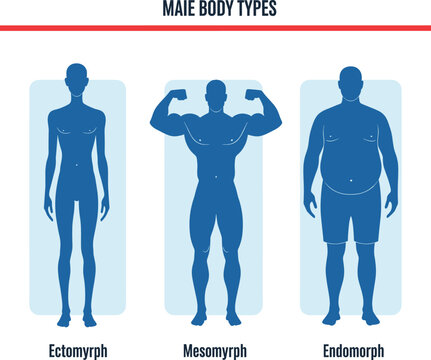 Male Body Types Illustration: Ectomorph, Mesomorph, and Endomorph SomatotypesMale Body Types Illustration: Ectomorph, Mesomorph, and Endomorph SomatotypesMale Body Types Illustration: Ectomorph, Mesom