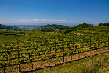 Reben Weinberge Fr&uuml;hling Bl&uuml;hte