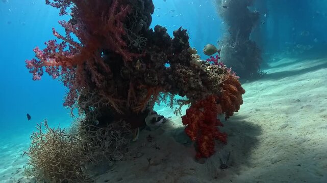 Vibrant Soft Corals and Pufferfish on Underwater Pier Pillar in Tropical Sea