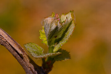 Fr&uuml;hling Reben Bl&uuml;hte