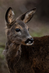 Reh © motivjaegerin1