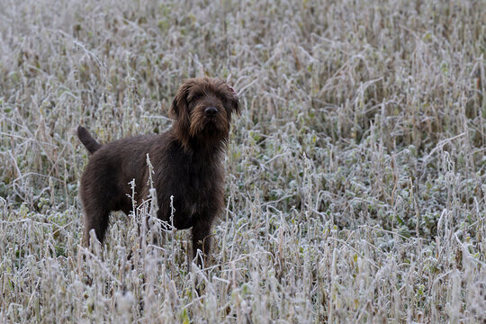Pudelpointer