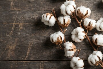Dried White Cotton Flower Branches on Dark Rustic Wooden Table