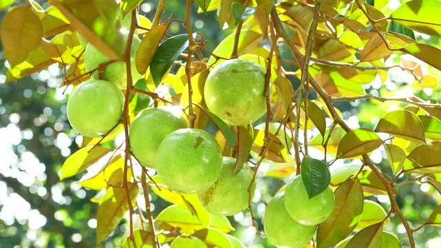 Low angle shot of ripe star apples with light reflecting from water in a Vietnam orchard.