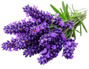 Close-up of a vibrant bouquet of lavender flowers against a transparent backdrop