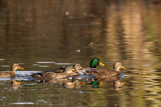 Schwimmende Stockenten