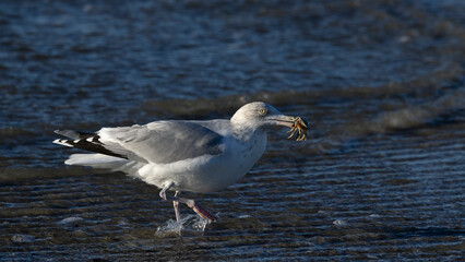 adult european herring gull (larus argentatus) with a crap in its beak