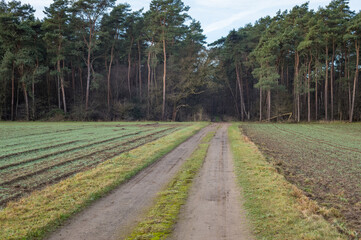 Obraz premium Dirt road leading through fields towards pine forest