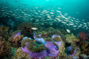 Colorful sea life with fish swimming among coral in a tropical ocean © prelevicm