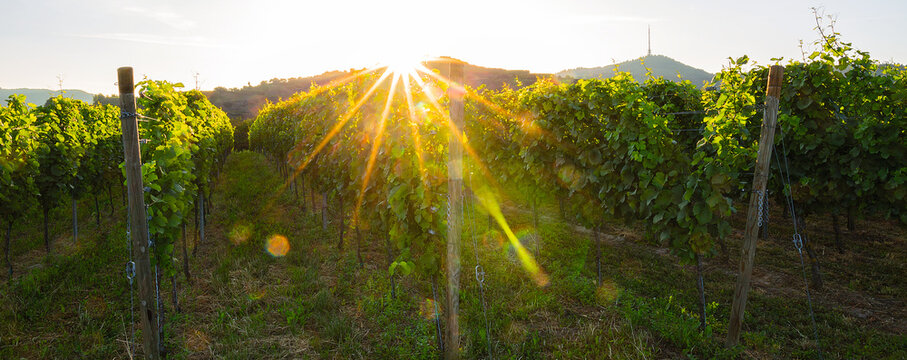 Reben Weinberge Ernte Herbst