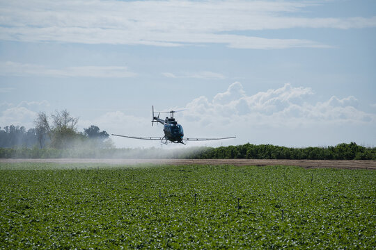 Agricultural helicopter spraying pesticides over a blooming cotton field