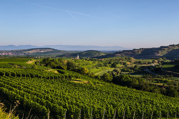 Fototapeta premium Reben Weinberge Ernte Herbst