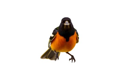 Oriole Bird Front View Full Body Transparency Background
