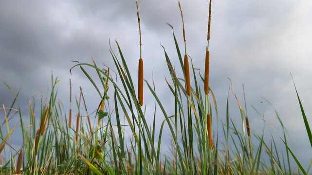 Brown cattail reeds sway gently in the breeze against a moody cloudy sky at sunset.