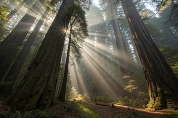 Majestic sunbeams piercing through a dense, towering redwood forest canopy, illuminating a tranquil path below.