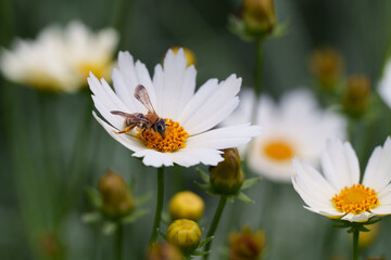 Fototapeta premium daisy and bee