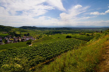Fototapeta premium Weinberge Reben Ernte Herbst