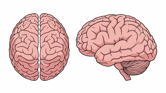 Illustration of a human brain shown from two angles on a white background with detailed pink and red coloring.