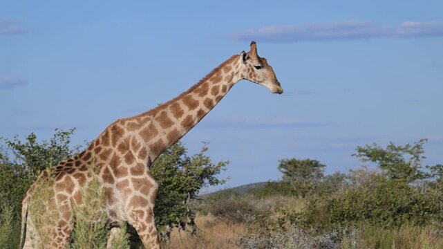  giraffe in the savannah,  southern giraffe, Giraffe, Camelopardalis angolensis, Etosha Mountain Lodge, Namibia, savannah, animal, wild, africa 