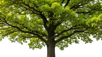 Fototapeta premium A large green tree isolated on transparent background with lush foliage and branches