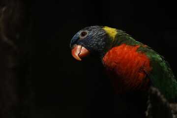 rainbow lorikeet parrot