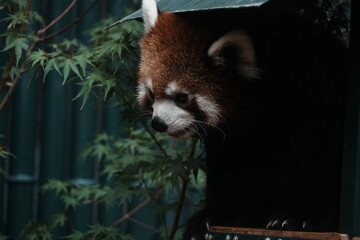 red panda eating bamboo