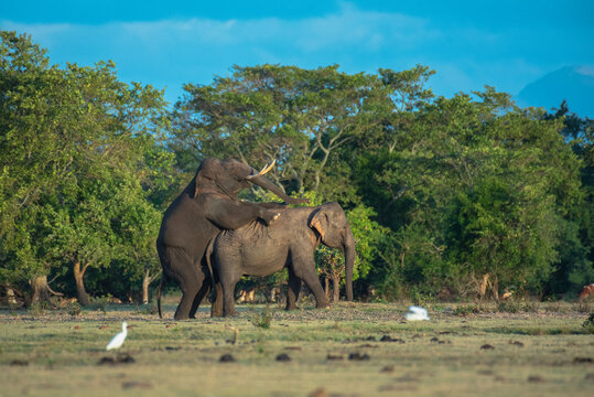 A rare wildlife moment featuring a pair of wild Asian elephants (Elephas maximus) engaging in mating behavior in a lush green meadow in Sri Lanka